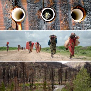 In the top photo of the collage, a solitary Blue Orchard Bee is poking her head out of her 'insect hotel.' In the middle photo, climate change is just one cause of human migration. In the bottom photo, the burn scar after the Cameron Peak fire shows one type of cost from climate change. All three topics are being studied by SoGES research teams who were awarded two-year funding to study problems of global proportions.