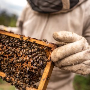 Close-up of a beekeeper collecting honey on a honeycomb of bees