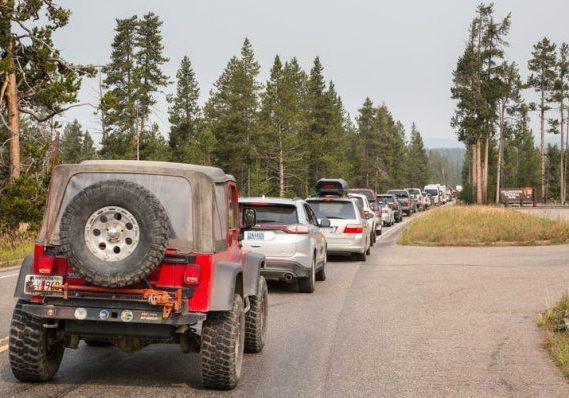 Cars lined up to enter Yellowstone National Park