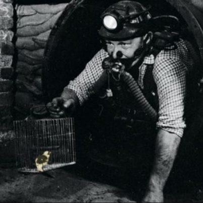 Canary in the coal mine. (2011, December 1). Times Higher Education.