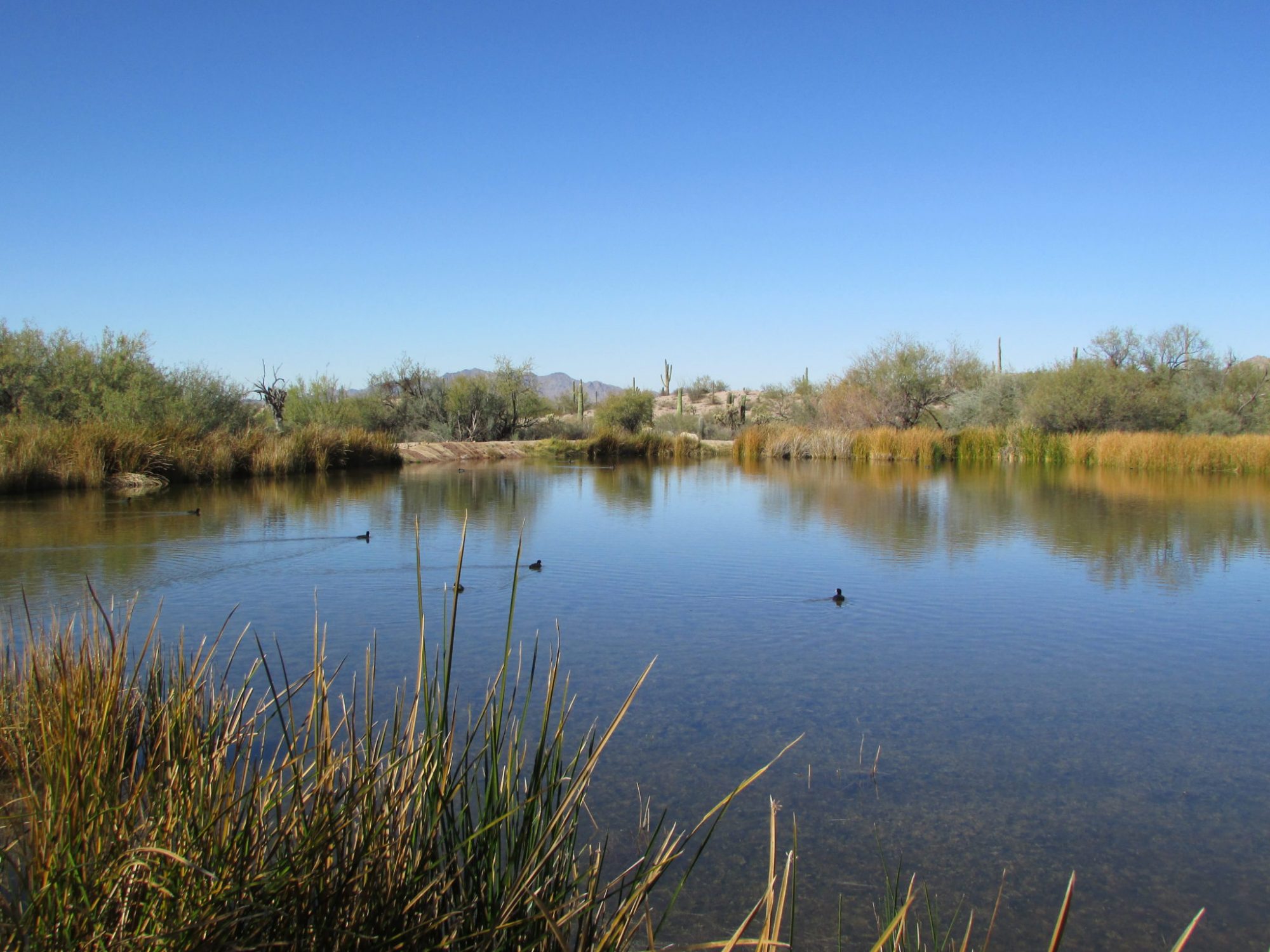 The legacy of Quitobaquito Springs, a tiny place with a long history
