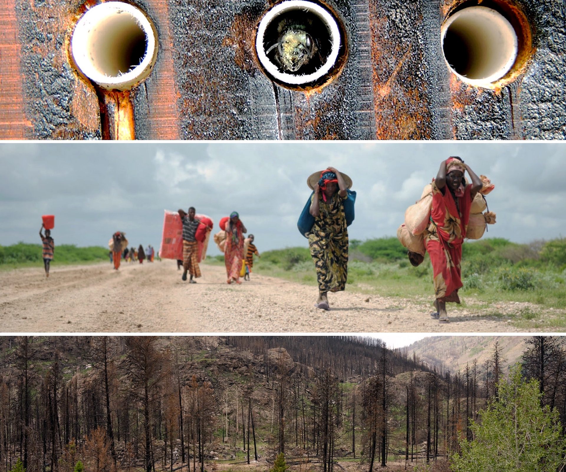 SoGES research addresses ‘saving bees,’ human migration and missing costs of climate change